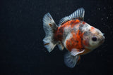 Juvenile Thai Oranda  Calico 3.5 Inch (ID#0103T13b-83) Free2Day SHIPPING