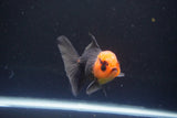 Juvenile Thai Oranda  Red Black 3.5 Inch (ID#1115To13b-80) Free2Day SHIPPING