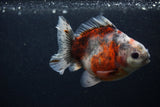 Juvenile Thai Oranda  Calico 3.5 Inch (ID#0103T13b-83) Free2Day SHIPPING