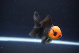 Juvenile Thai Oranda  Red Black 3.5 Inch (ID#1115To13b-80) Free2Day SHIPPING