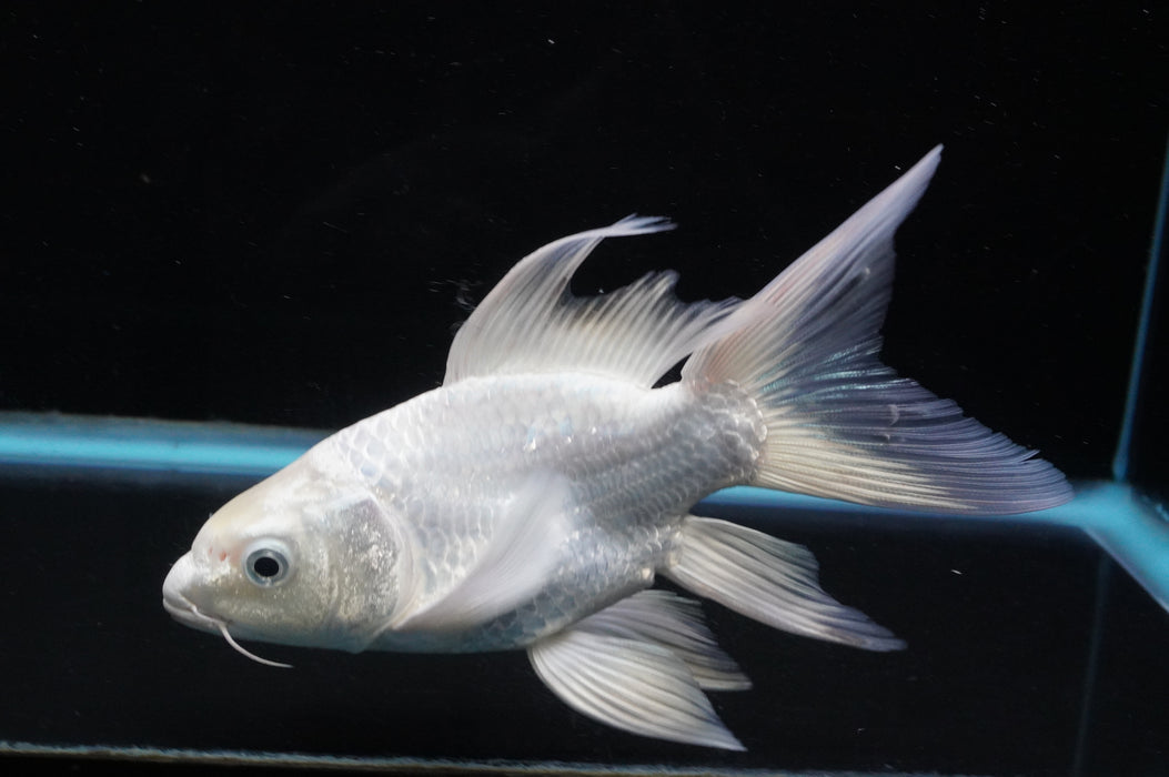 Short Body Koi  Platinum 6 Inch (ID#711KPT-94) Free2Day SHIPPING