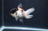 Juvenile Thai Oranda  Panda 3 Inch (ID#415T13b-63) Free2Day SHIPPING