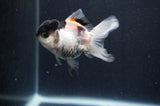 Juvenile Thai Oranda  Panda 3 Inch (ID#415T13b-63) Free2Day SHIPPING