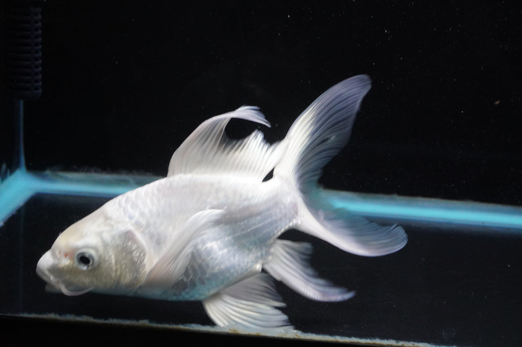 Short Body Koi  Platinum 6 Inch (ID#711KPT-94) Free2Day SHIPPING