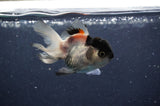 Juvenile Thai Oranda  Panda 3 Inch (ID#415T13b-63) Free2Day SHIPPING