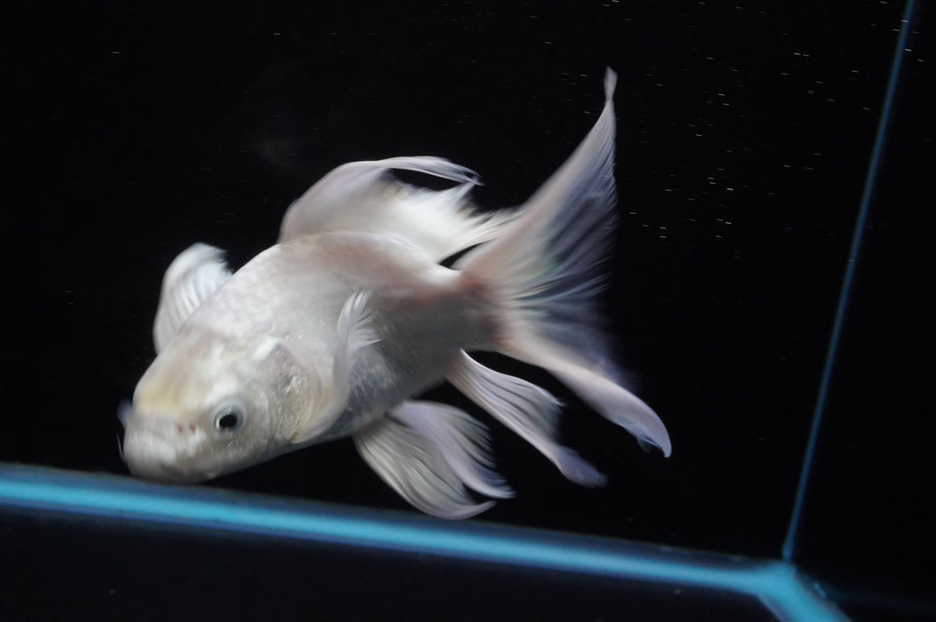 Short Body Koi  Platinum 6 Inch (ID#711KPT-94) Free2Day SHIPPING