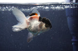 Juvenile Thai Oranda  Panda 3 Inch (ID#415T13b-63) Free2Day SHIPPING