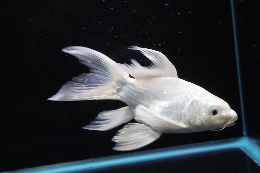 Short Body Koi  Platinum 6 Inch (ID#711KPT-94) Free2Day SHIPPING