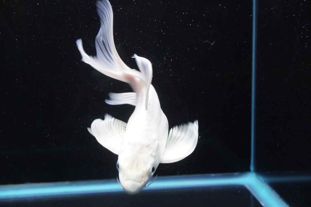 Short Body Koi  Platinum 6 Inch (ID#711KPT-94) Free2Day SHIPPING