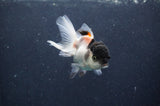 Juvenile Thai Oranda  Panda 3 Inch (ID#415T13b-63) Free2Day SHIPPING