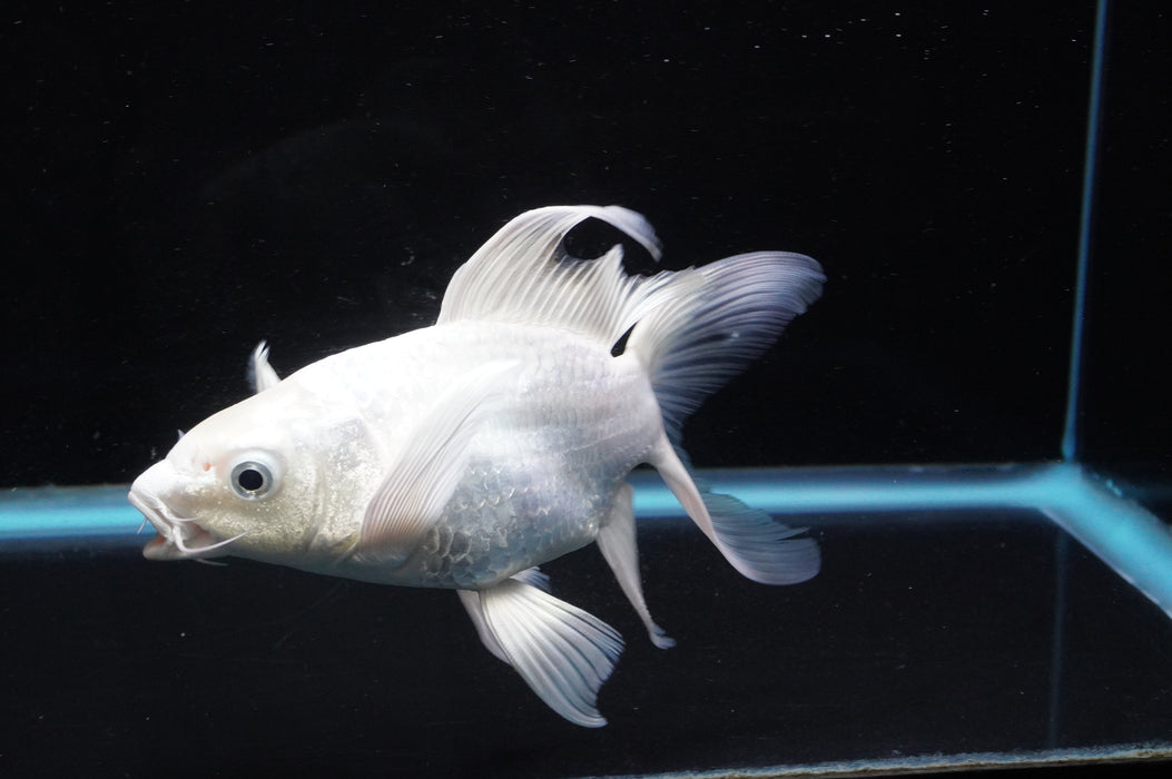 Short Body Koi  Platinum 6 Inch (ID#711KPT-94) Free2Day SHIPPING