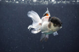 Juvenile Thai Oranda  Panda 3 Inch (ID#415T13b-63) Free2Day SHIPPING