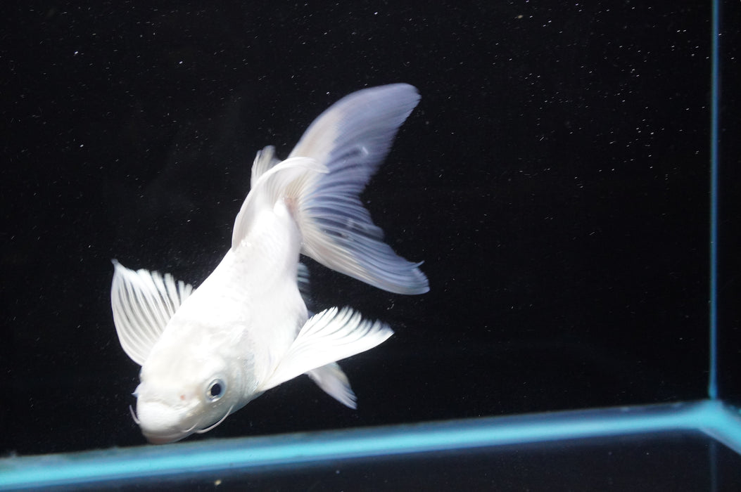 Short Body Koi  Platinum 6 Inch (ID#711KPT-94) Free2Day SHIPPING