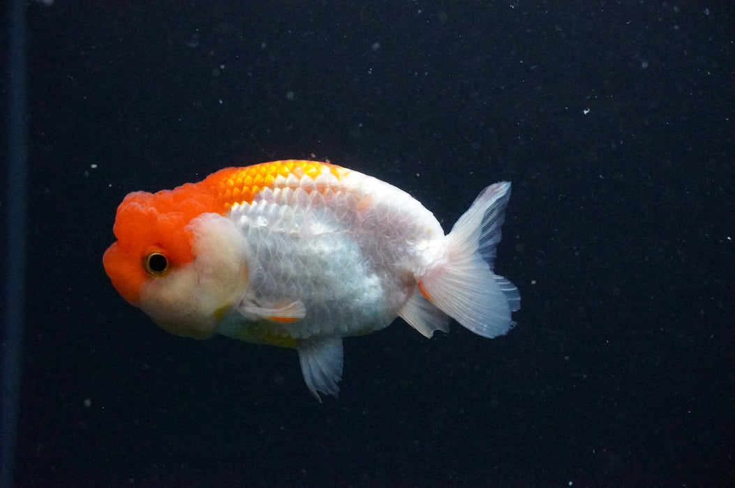 Juvenile Lionchu  Red White 3 Inch (ID#1202R11a-11) Free2Day SHIPPING