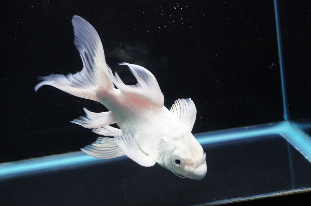 Short Body Koi  Platinum 6 Inch (ID#711KPT-94) Free2Day SHIPPING
