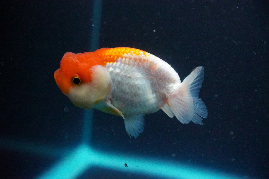 Juvenile Lionchu  Red White 3 Inch (ID#1202R11a-11) Free2Day SHIPPING
