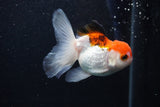 Juvenile Thai Oranda  Tricolor 3.5 Inch (ID#0103T13b-85) Free2Day SHIPPING