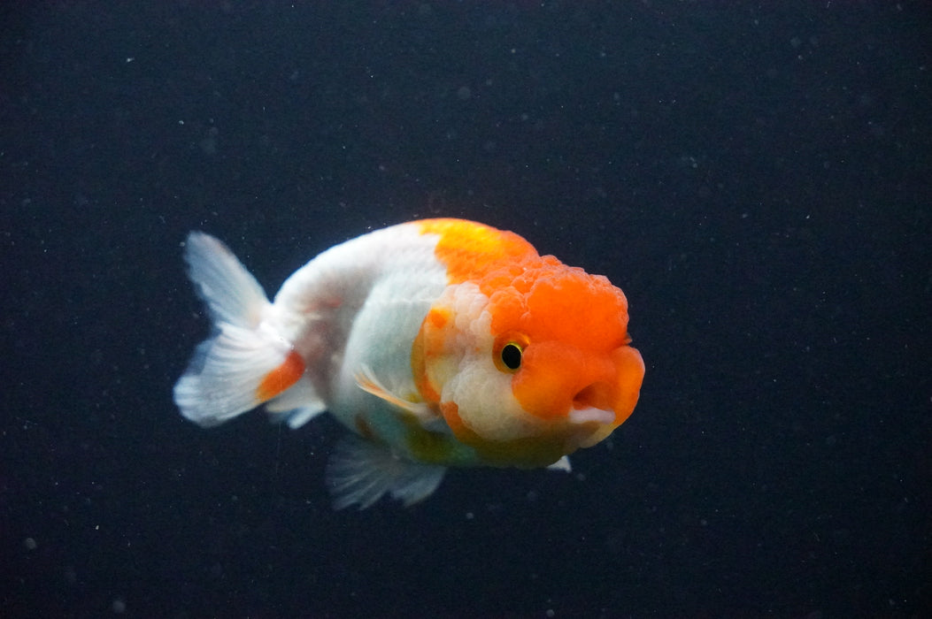 Juvenile Lionchu  Red White 3 Inch (ID#1202R11a-11) Free2Day SHIPPING