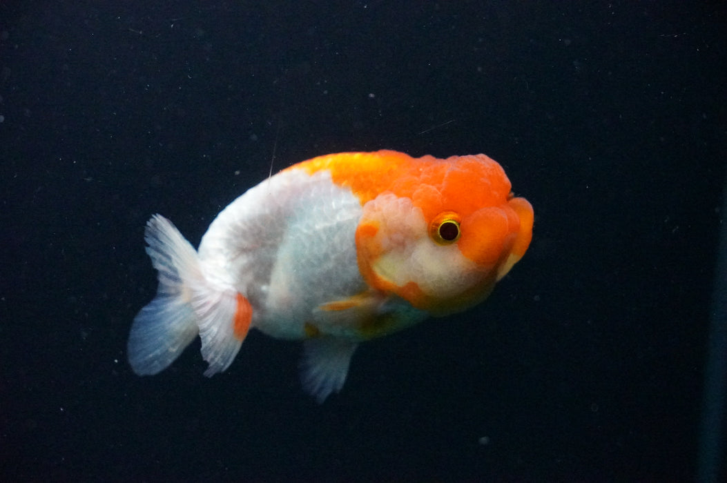 Juvenile Lionchu  Red White 3 Inch (ID#1202R11a-11) Free2Day SHIPPING