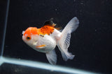 Juvenile Thai Oranda  Tricolor 3.5 Inch (ID#0103T13b-85) Free2Day SHIPPING