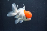 Juvenile Thai Oranda  Red White 4 Inch (ID#415T13b-64) Free2Day SHIPPING