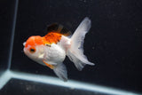 Juvenile Thai Oranda  Tricolor 3.5 Inch (ID#0103T13b-85) Free2Day SHIPPING