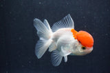 Juvenile Thai Oranda  Red White 4 Inch (ID#415T13b-64) Free2Day SHIPPING
