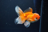 Juvenile Thai Oranda  Red White 4 Inch (ID#1119To13b-69) Free2Day SHIPPING