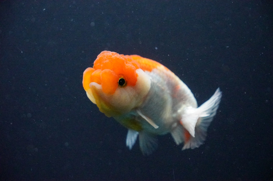 Juvenile Lionchu  Red White 3 Inch (ID#1202R11a-11) Free2Day SHIPPING