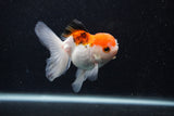 Juvenile Thai Oranda  Tricolor 3.5 Inch (ID#0103T13b-85) Free2Day SHIPPING