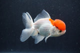 Juvenile Thai Oranda  Red White 4 Inch (ID#415T13b-64) Free2Day SHIPPING