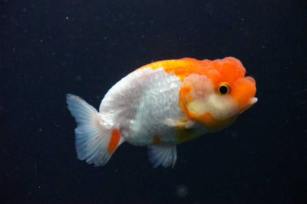 Juvenile Lionchu  Red White 3 Inch (ID#1202R11a-11) Free2Day SHIPPING