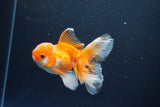 Juvenile Thai Oranda  Red White 4 Inch (ID#1119To13b-69) Free2Day SHIPPING