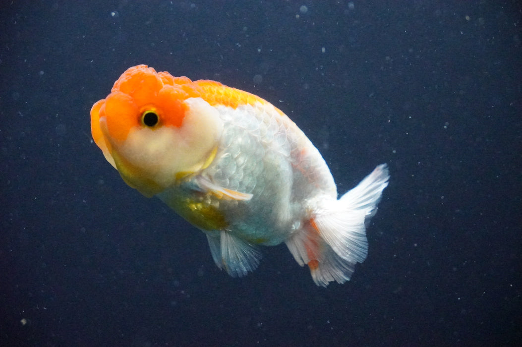 Juvenile Lionchu  Red White 3 Inch (ID#1202R11a-11) Free2Day SHIPPING