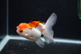 Juvenile Thai Oranda  Tricolor 3.5 Inch (ID#0103T13b-85) Free2Day SHIPPING