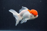 Juvenile Thai Oranda  Red White 4 Inch (ID#415T13b-64) Free2Day SHIPPING