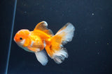 Juvenile Thai Oranda  Red White 4 Inch (ID#1119To13b-69) Free2Day SHIPPING