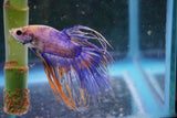 Crowntail Male Betta (ID#801-M708) Free2Day SHIPPING