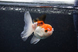 Juvenile Thai Oranda  Tricolor 3.5 Inch (ID#0103T13b-85) Free2Day SHIPPING