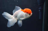 Juvenile Thai Oranda  Red White 4 Inch (ID#415T13b-64) Free2Day SHIPPING
