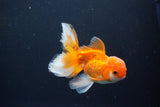 Juvenile Thai Oranda  Red White 4 Inch (ID#1119To13b-69) Free2Day SHIPPING