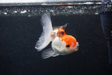 Juvenile Thai Oranda  Tricolor 3.5 Inch (ID#0103T13b-85) Free2Day SHIPPING