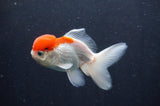 Juvenile Thai Oranda  Red White 4 Inch (ID#415T13b-64) Free2Day SHIPPING