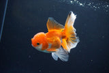 Juvenile Thai Oranda  Red White 4 Inch (ID#1119To13b-69) Free2Day SHIPPING