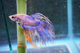 Crowntail Male Betta (ID#801-M708) Free2Day SHIPPING