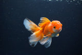 Juvenile Thai Oranda  Red White 4 Inch (ID#1119To13b-69) Free2Day SHIPPING