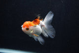 Juvenile Thai Oranda  Tricolor 3.5 Inch (ID#0103T13b-85) Free2Day SHIPPING