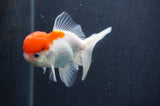 Juvenile Thai Oranda  Red White 4 Inch (ID#415T13b-64) Free2Day SHIPPING