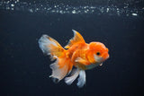 Juvenile Thai Oranda  Red White 4 Inch (ID#1119To13b-69) Free2Day SHIPPING