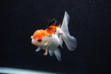 Juvenile Thai Oranda  Tricolor 3.5 Inch (ID#0103T13b-85) Free2Day SHIPPING